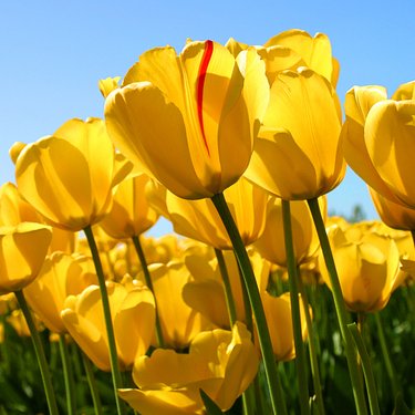 Aricka Flowers