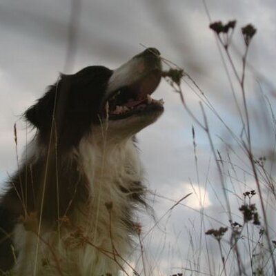Bas Den Hond