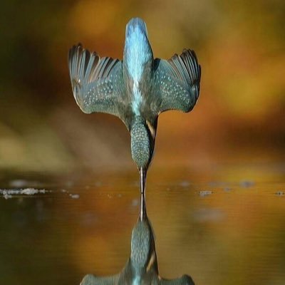 Phil Wells