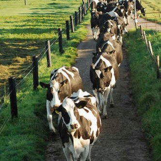 Rachael Porter