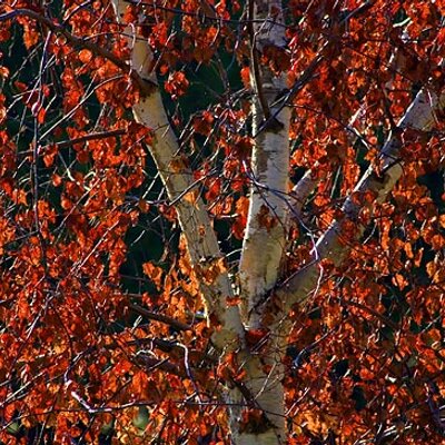 Red Birch